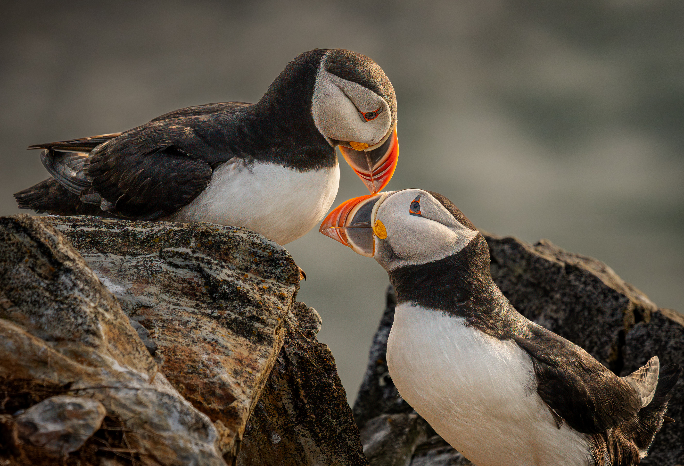 Open Wildlife Level 3 2nd Place Sealed with a Peck.jpg